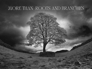 More than Roots and Branches. Reflecting on the mindless murder of the Sycamore Gap tree. | Jackie Keswick
